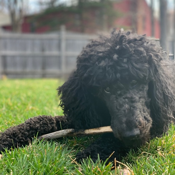 Meet your Posher, Mary - Picture 1 of 1